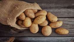 تصمیم به‌موقع لغو محدودیت صادرات از نوسانات شدید قیمتی جلوگیری کرد 